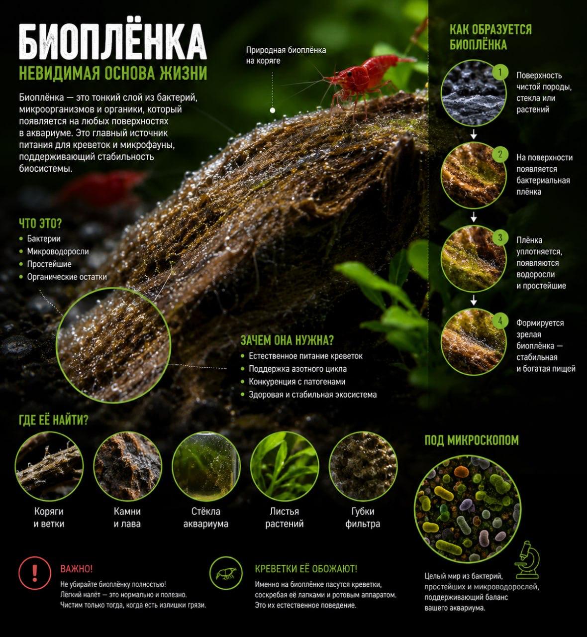 Биоплёнка в аквариуме: естественный корм для креветок