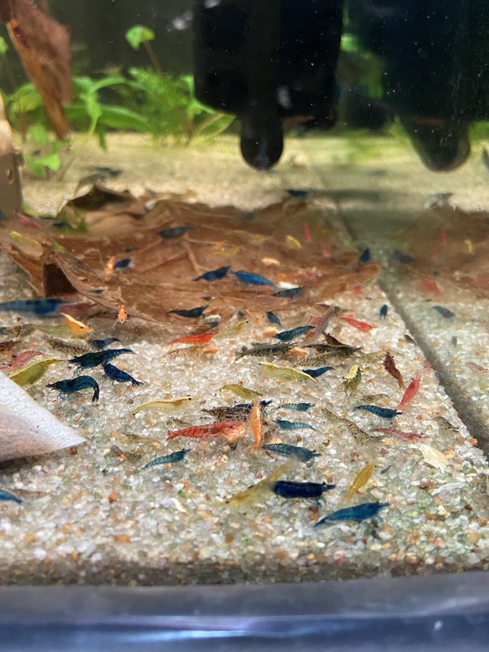 Некондиционные креветки — фото с фермы MR SHRIMP