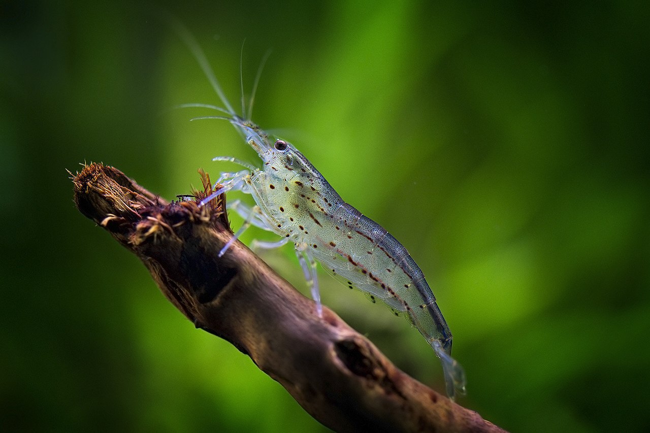 Амано средние (2–3 см) — фото с фермы MR SHRIMP