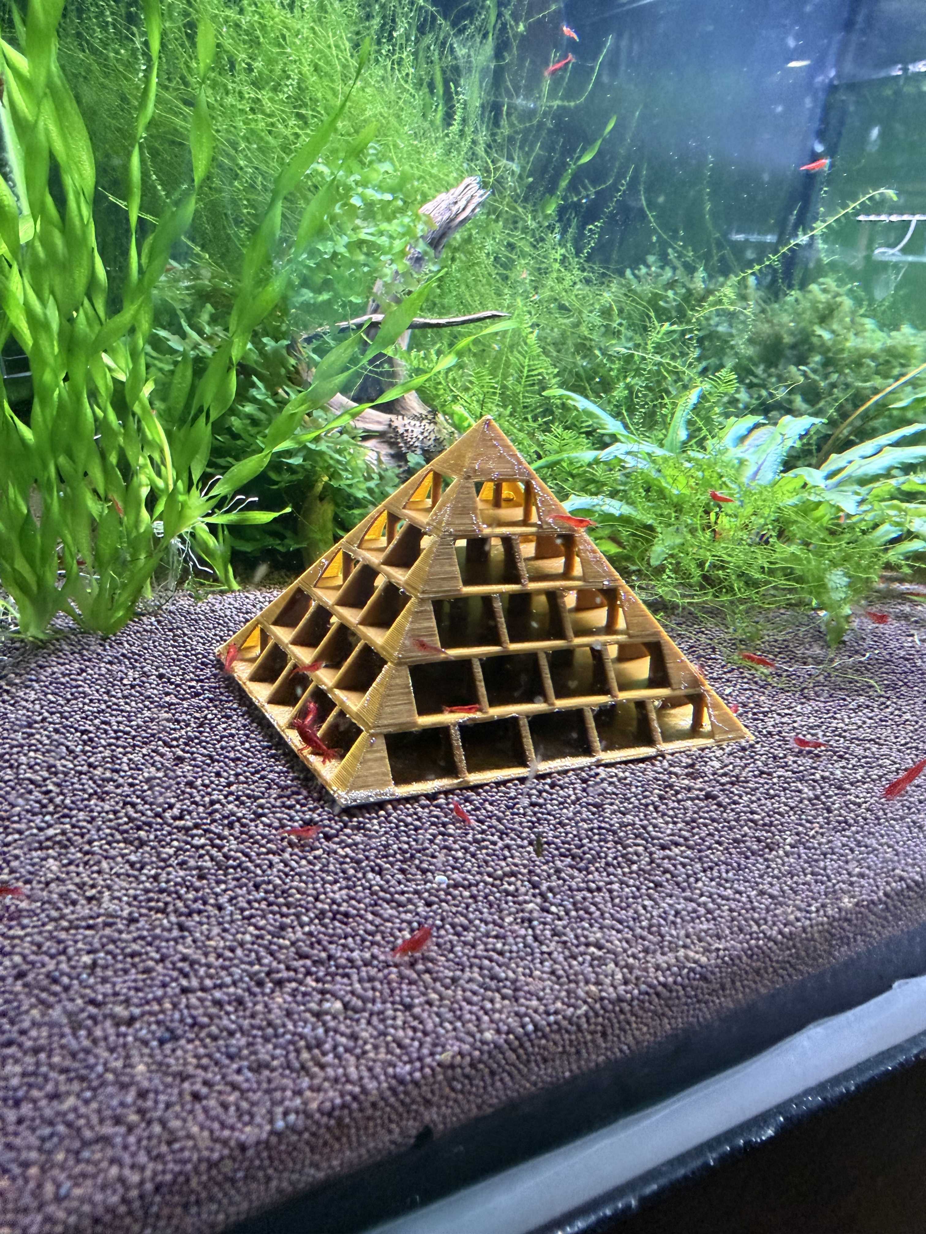 Укрытие-пирамида — фото с фермы MR SHRIMP